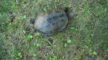 turtle with a tail is crawling on the grass on the lawn in the summer in the yard. Close-up video