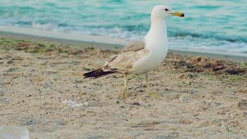 adult seagull is walking along the shore and driving away another seagull from herself on the background of the sea in the summer. Slow motion video