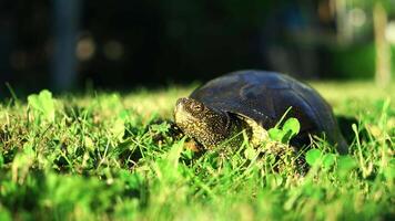 a large turtle is examining the territory and crawling over the grass in the summer. Close-up video
