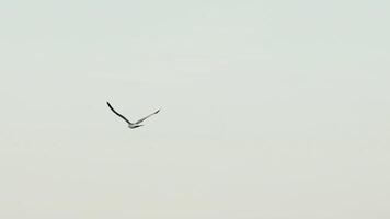 adult seagull with huge wings is flying over the sea in the summer in a warm weather on the background of a gray sky. Wonderful view of the sea. Slow motion video