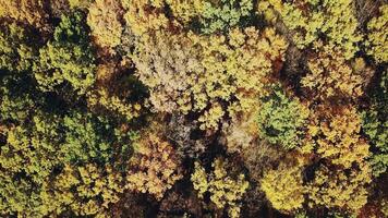 view of the tops of the trees of the autumn forest from a height. Camera motion up. Aerial view video