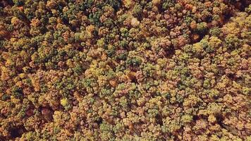 scenic landscape of the yellow trees of the forest from aerial view. Camera motion around video