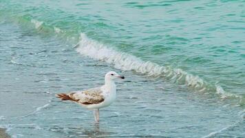 white gull is walking along the seashore and drinking water on the background of sea waves. Close-up video
