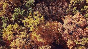 beautiful landscape on a multi-colored autumn forest. Aerial view. Camera motion up video