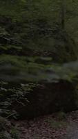 A Mystical Night Pathway, Radiantly Lit by a Torch, Meanders Through a Dense Forest Area video