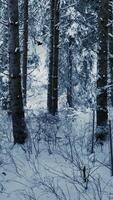 The Winter Forest is Covered in Fresh Snow, Creating a Stunning and Magical Atmosphere video