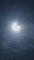 The enchanting and mystical moonlight filters through the dark silhouettes of trees video