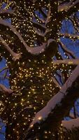 An Enchanting Tree Adorned with Snow and Twinkling Lights, Creating a Magical Scene video