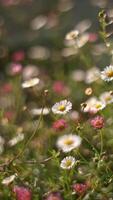 A Delicate and Charming Floral Scene Showcasing Beautiful Pink and White Flowers in Full Bloom video