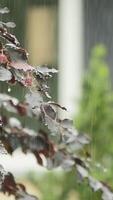 Raindrops delicately resting on lush green leaves create a serene and tranquil nature scene video