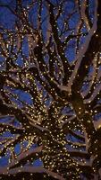 The Twinkling Lights beautifully adorn a Snowy Tree at Dusk, creating a magical atmosphere video