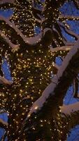 A Glowing Winter Tree Beautifully Wrapped in Soft Snow and Dazzling Twinkling Lights video