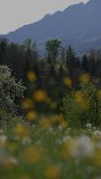 A Vibrant Spring Meadow with Gorgeous Mountains in the Background Under Clear Blue Sky video