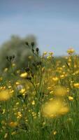 Bright and Vibrant Yellow Wildflowers Flourishing in a Beautiful Serene Meadow Landscape video