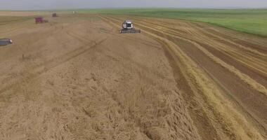 Top-down view of harvesters working in a wheat field video