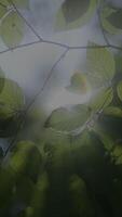 A Mysterious Leafy Background with a Beautiful Soft Focus Creating a Unique Atmosphere video