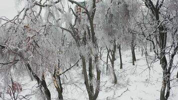Close-up shot from a drone of a park with broken trees after a freezing rain video