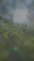 Tranquil Greenery Emphasized through Soft Focus and Enhanced by Natural Light Illumination video