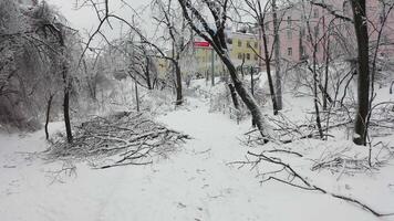 Close-up shot from a drone of a park with broken trees after a freezing rain video