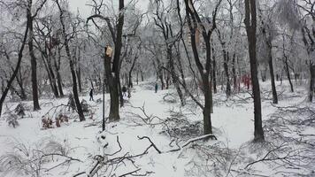 Close-up shot from a drone of a park with broken trees after a freezing rain video