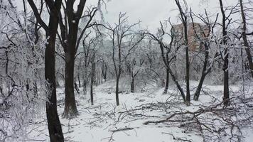 Close-up shot from a drone of a park with broken trees after a freezing rain video