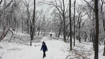 Close-up shot from a drone of a park with broken trees after a freezing rain video