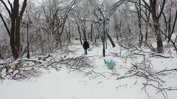 Close-up shot from a drone of a park with broken trees after a freezing rain video