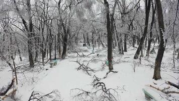 Close-up shot from a drone of a park with broken trees after a freezing rain video