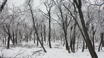 Close-up shot from a drone of a park with broken trees after a freezing rain video
