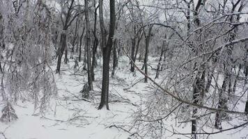 Close-up shot from a drone of a park with broken trees after a freezing rain video