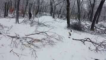 Close-up shot from a drone of a park with broken trees after a freezing rain video