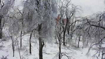 Close-up shot from a drone of a park with broken trees after a freezing rain video