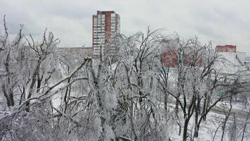 Close-up shot from a drone of a park with broken trees after a freezing rain video