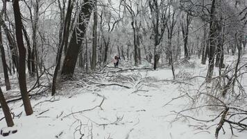Close-up shot from a drone of a park with broken trees after a freezing rain video
