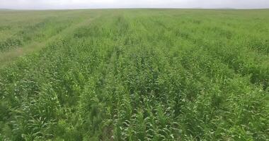 Aerial view vertically downward on farmland video