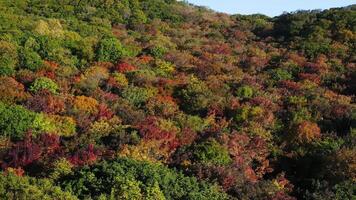 Green, yellow, red crowns of trees in deciduous forest in autumn in October video