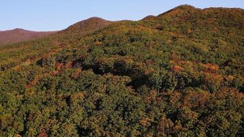 Green, yellow, red crowns of trees in deciduous forest in autumn in October video