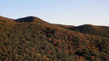 Green, yellow, red crowns of trees in deciduous forest in autumn in October video