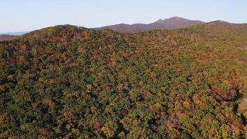 Green, yellow, red crowns of trees in deciduous forest in autumn in October video