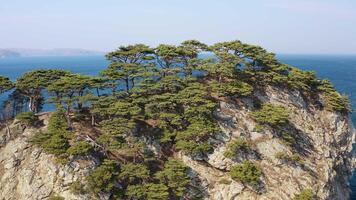 Rocky cape overgrown with pine trees in windy weather. Drone view video