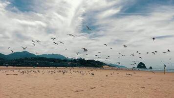 Flock of seagulls flying over a sandy beach. A large flock of seagulls takes flight over a vast sandy beach with distant mountains and buildings in the background. video