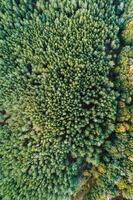 tree canopy of a pine forest seen from a drone, background ecology concept photo