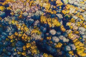 forest of deciduous trees in early autumn, seasonal autumn background. Zenithal view from a drone photo