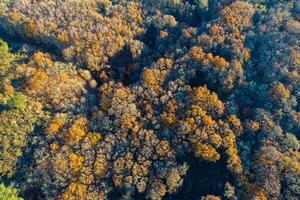 aerial top view of a deciduous forest in autumn with the leaves of the trees in different colors, seasonal background for texture and design photo