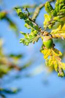 green acorn on the branch of an oak tree in springtime, spring concept photo