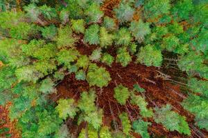 zenithal aerial view with drone of a pine tree forest in fall, autumn color concept photo