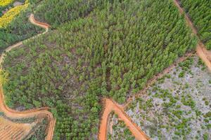 drone aerial view of a curvy forest track in a pine-planted mountain range photo