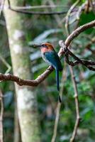 Broad-billed Motmot Electron platyrhynchum in Costa Rica photo