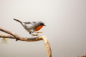 Flame-throated Warbler Oreothlypis gutturalis in Costa Rica photo