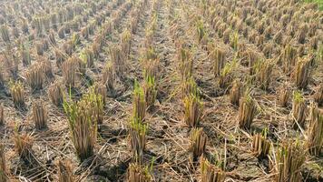 Rice paddy field that have been harvested. Rice field become barren. Farming, nature concept. photo